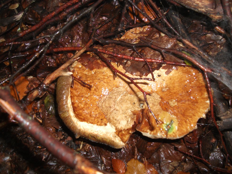 nte Spagnolo-Boletus edulis 20101010 046